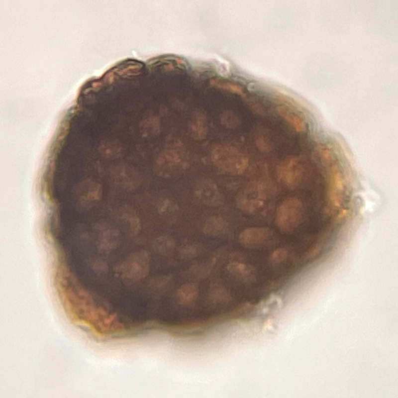 Riccia bifurca